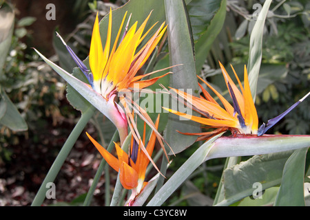 Oiseau Du Paradis Des Fleurs Ou Grue De Lafrique Du Sud