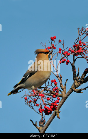 Jaseur boréal (Bombycilla garrulus) manger les baies de Cotoneaster Banque D'Images