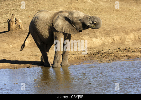 L'éléphant d'Afrique à un point d'eau potable Banque D'Images