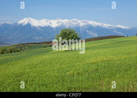 Le Mont Parnasse (2 457 m ou 8 061 ft) près de Delphes, Grèce au printemps Banque D'Images