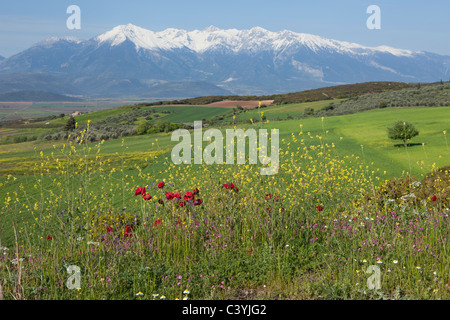 Le Mont Parnasse (2 457 m ou 8 061 ft) près de Delphes, Grèce au printemps Banque D'Images