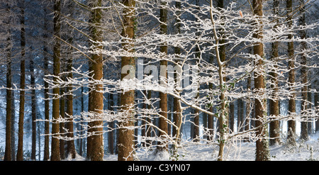 Arbres couverts de neige et de glace dans une pinède, Morchard Morchard Bois, forêts, Devon, Angleterre. Hiver (décembre) 2010. Banque D'Images