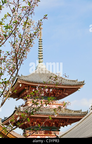 Les cerisiers fleurissent en face d'une pagode au Temple Kiyomizu-dera à Kyoto au Japon. Banque D'Images