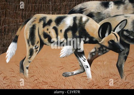 Peinture d'un chien de chasse africains Lycaon pictus Banque D'Images
