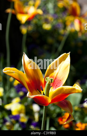 Gros plan de l'style et stigmate d'une fleur de tulipe. Banque D'Images