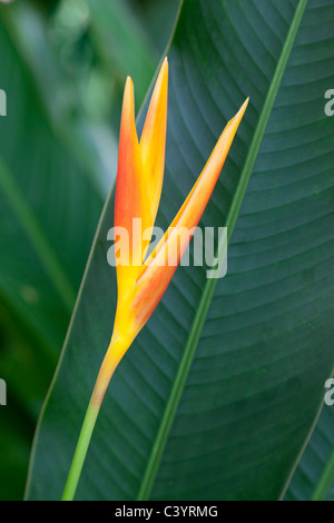 Heliconia - oiseau du paradis - dans Bussorah Street, Singapour 8 Banque D'Images