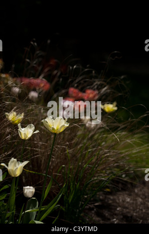 Tulipa 'Spring Green' et 'Shirley' Tulipa avec carex comans Bronze à l'arrière-plan Banque D'Images