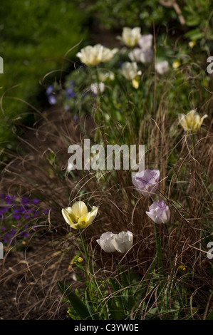 Tulipa 'Spring Green' et 'Shirley' avec carex comans Bronze Banque D'Images