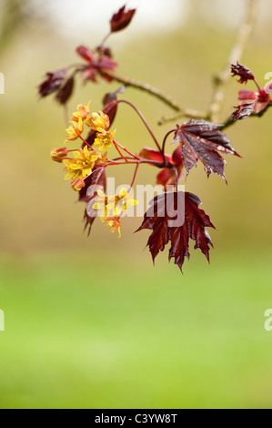 Acer platanoides 'Faassen's Black' en fleurs Banque D'Images