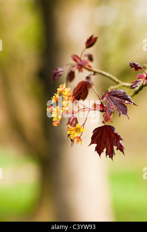 Acer platanoides 'Faassen's Black' en fleurs Banque D'Images