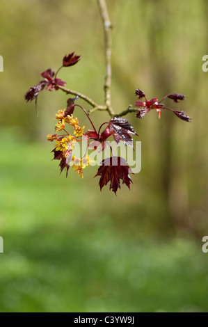 Acer platanoides 'Faassen's Black' en fleurs Banque D'Images