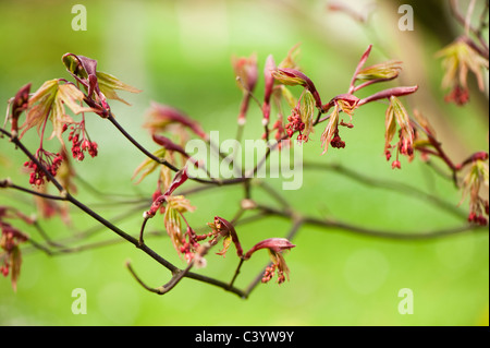 Acer palmatum 'Osakazuki' en fleurs Banque D'Images