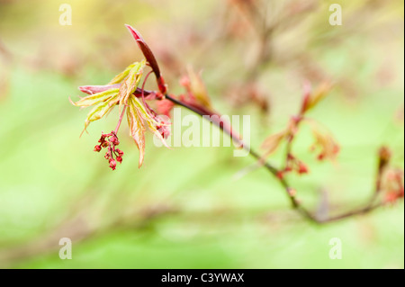 Acer palmatum 'Osakazuki' en fleurs Banque D'Images