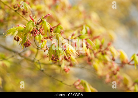 Acer palmatum 'Osakazuki' en fleurs Banque D'Images