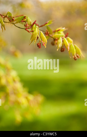 Acer palmatum 'Osakazuki' en fleurs Banque D'Images