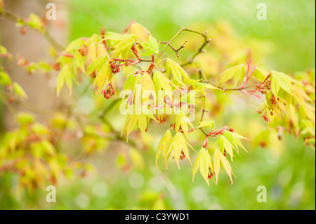 Acer palmatum 'Osakazuki' en fleurs Banque D'Images