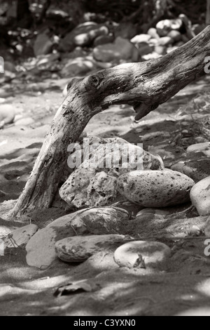 Nature morte de droit dans des tons sépia. Prises sur une plage de Maui Banque D'Images