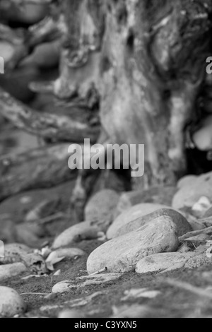 Nature morte à l'image des tons subtils sepai. Pris sur une plage éloignée à Maui. Banque D'Images