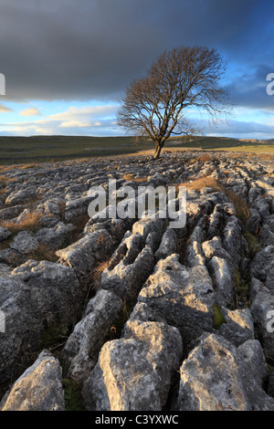 Le dirigeant d'une aubépine arbre grandit à partir du lapiez de Malham Lings sur Malham dans le Yorkshire Dales de l'Angleterre Banque D'Images