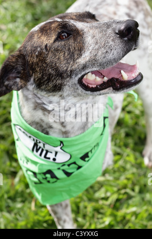 Chien handicapé sur la pelouse Banque D'Images