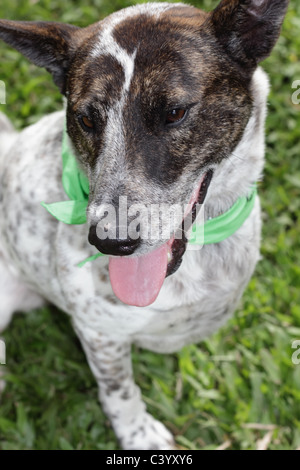 Australian Cattle Dog souriant, qui est handicapée, une jambe amputée Banque D'Images