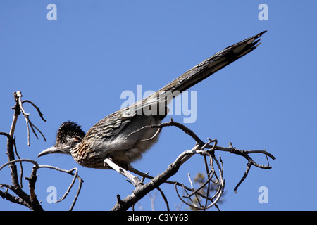 Roadrunner plus perché au sommet de l'arbre de Juniper en Arizona Banque D'Images