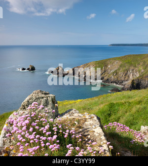 Sea thrift (Armeria maritima) croissant sur les falaises au-dessus Carrick Luz pointe, Péninsule du Lézard, Cornwall. Printemps (mai) 2011. Banque D'Images