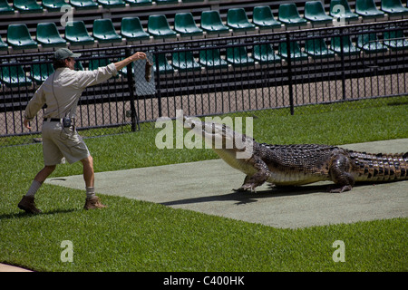 Nourrir un crocodile Steve Irwins s zoo stade des chasseur de