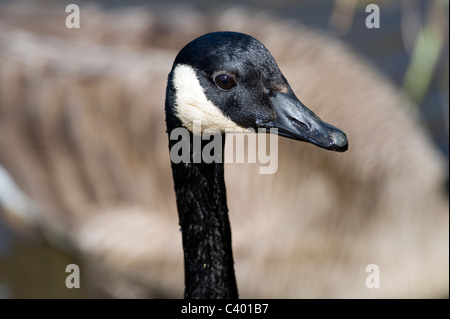 Close-up portrait of Canada Goose Banque D'Images