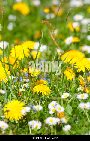 L'abondance des fleurs sauvages en fleurs dans le jardin au printemps Banque D'Images