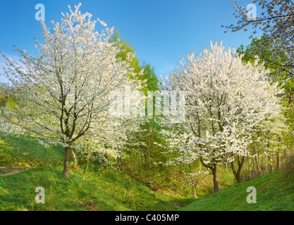 Arbres en fleurs, le printemps dans les montagnes des Beskides, Pologne Banque D'Images