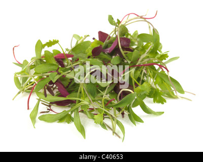 Végétarien ou Végétalien frais et coriandre Salade d'amarante sur fond blanc avec un chemin de détourage et aucun peuple Banque D'Images