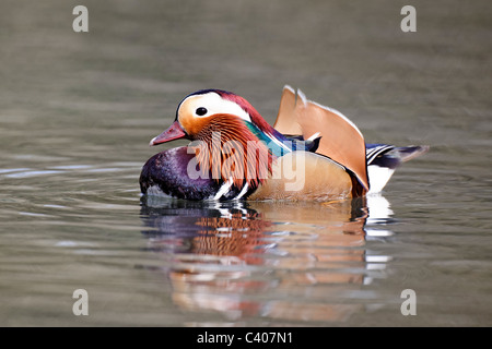 Canard Mandarin, Aix galericulata, homme célibataire sur l'eau, des Midlands, Avril 2011 Banque D'Images