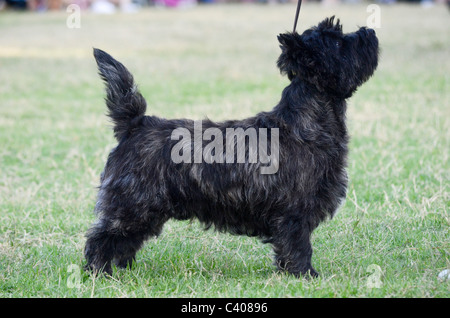 Cairn Terrier lors d'une exposition canine. Banque D'Images