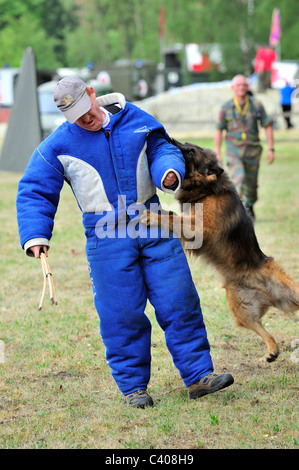 Formation de chien d'attaque militaire avec l'homme dans des vêtements de l'armée belge à Tournai, Belgique Banque D'Images