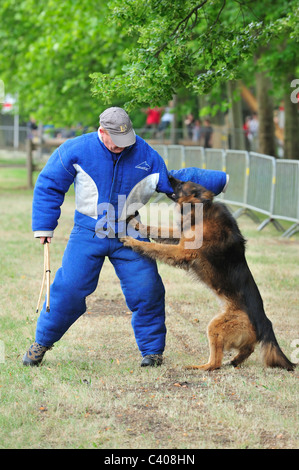 Formation de chien d'attaque militaire avec l'homme dans des vêtements de l'armée belge à Tournai, Belgique Banque D'Images