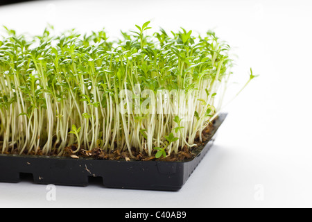 Close up de plantes fraîches, de cresson focus peu profondes Banque D'Images