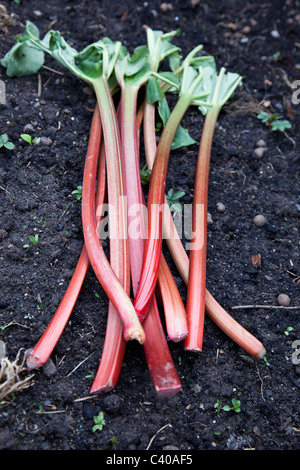 Rhubarbs frais portant sur le terrain avec un sol noir Banque D'Images