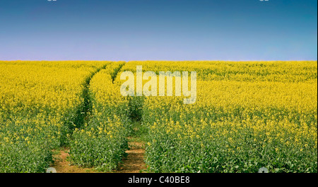 Paysage avec le colza jaune sous ciel bleu clair Banque D'Images