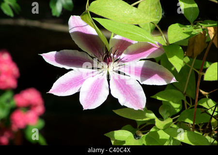 CLEMATIS, NELLY MOSER, Travellers Joy Banque D'Images