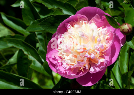 La pivoine, Paeonia lactiflora 'Bowl of Beauty' Banque D'Images