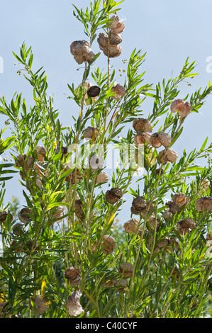 (Gomphocarpus physocarpus milkwood ballon  = Asclepias physocarpa) feuilles utilisées comme tabac à priser pour des maux de Cap Kirstenbosch