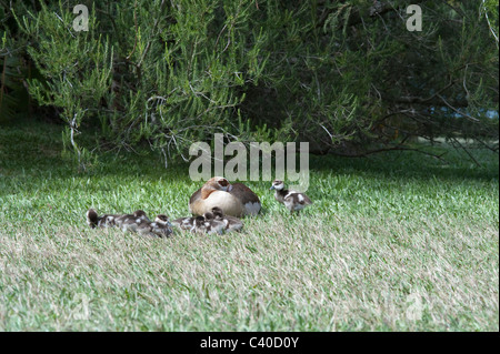 Egyptian goose (Alopochen aegyptiaca) femelle avec les oisons nouvellement véritable Kirstenbosch National Botanical Garden Le Cap AFRIQUE DU SUD Banque D'Images