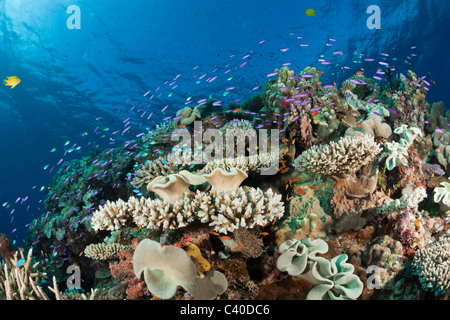Riche en espèces de coraux, Wakaya, Fidji, Lomaiviti Banque D'Images