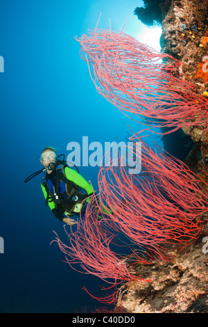 Scuba Diver et fouet rouge corail, Ellisella sp., Wakaya, Fidji, Lomaiviti Banque D'Images