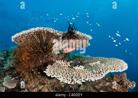 Coral Reef, Wakaya, Fidji, Lomaiviti Banque D'Images