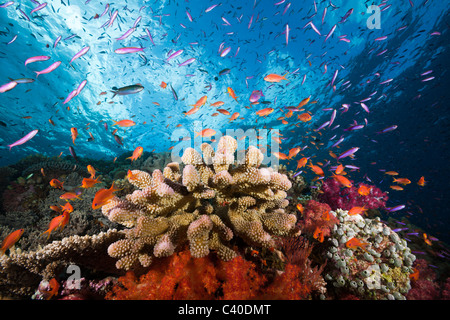 Anthias sur Coral Reef, Luzonichthys whitleyi, Pseudanthias squamipinnis, Makogai, Lomaviti, Fidji Banque D'Images