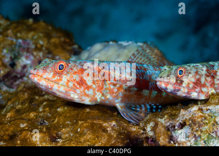 Reef, Lizardfish Synodus variegatus, Namena Réserve Marine, Fidji Banque D'Images