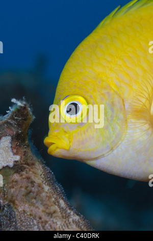 Demoiselle d'or couvée, Amblyglyphidodon aureus nettoyage, Namena Réserve Marine, Fidji Banque D'Images