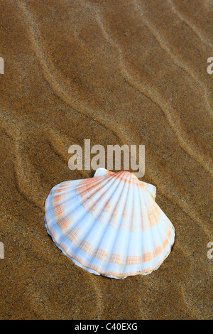 1, détail, Jakobs, coquille Saint-Jacques, pèlerin de pétoncle, littoral, line, macro, Bull, taureaux, moule, mollusque, motif, close-up, de la nature, Banque D'Images